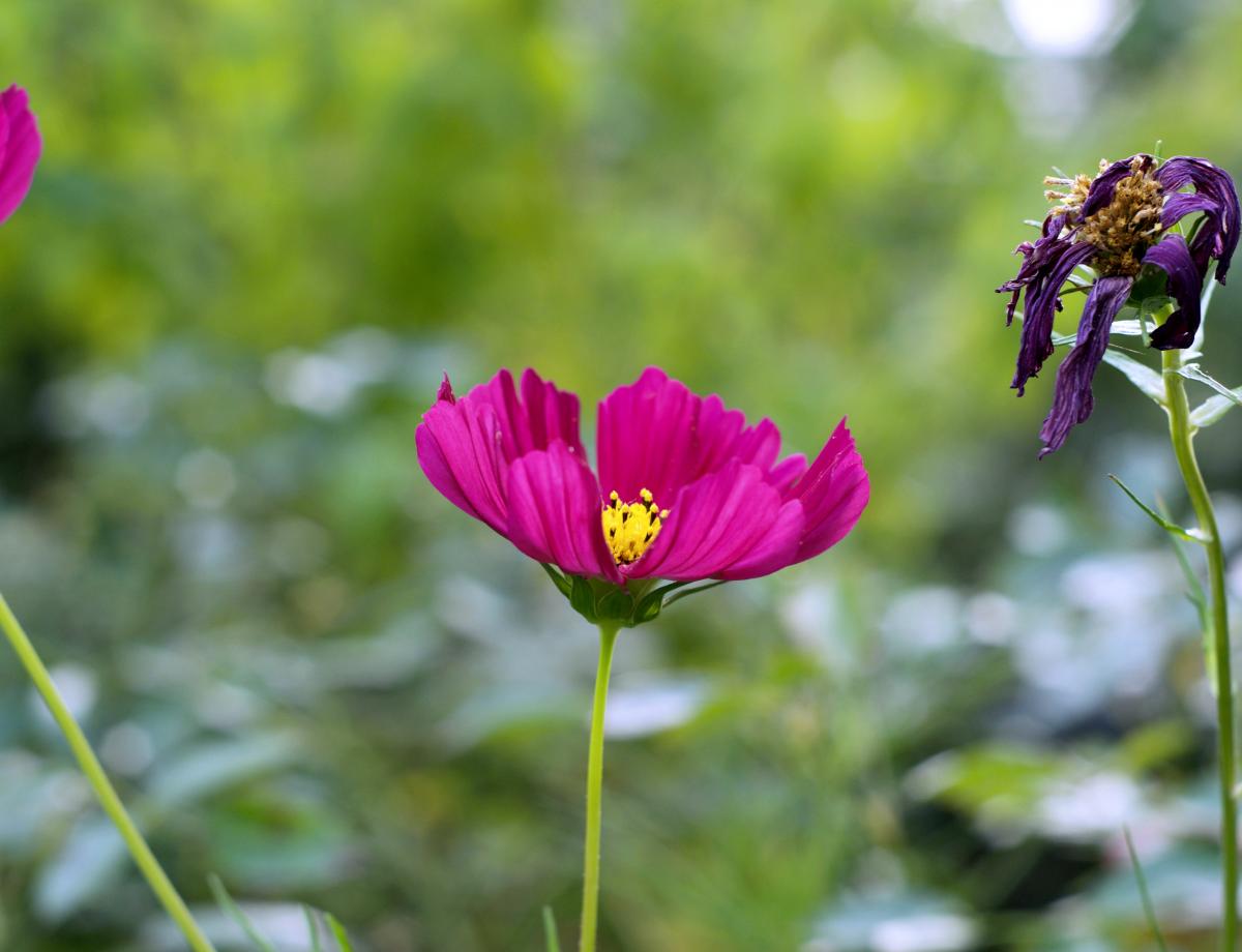 Cosmea 0816