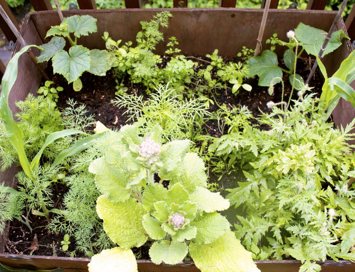 Lieblingskombination Gurke Borretsch und Dill