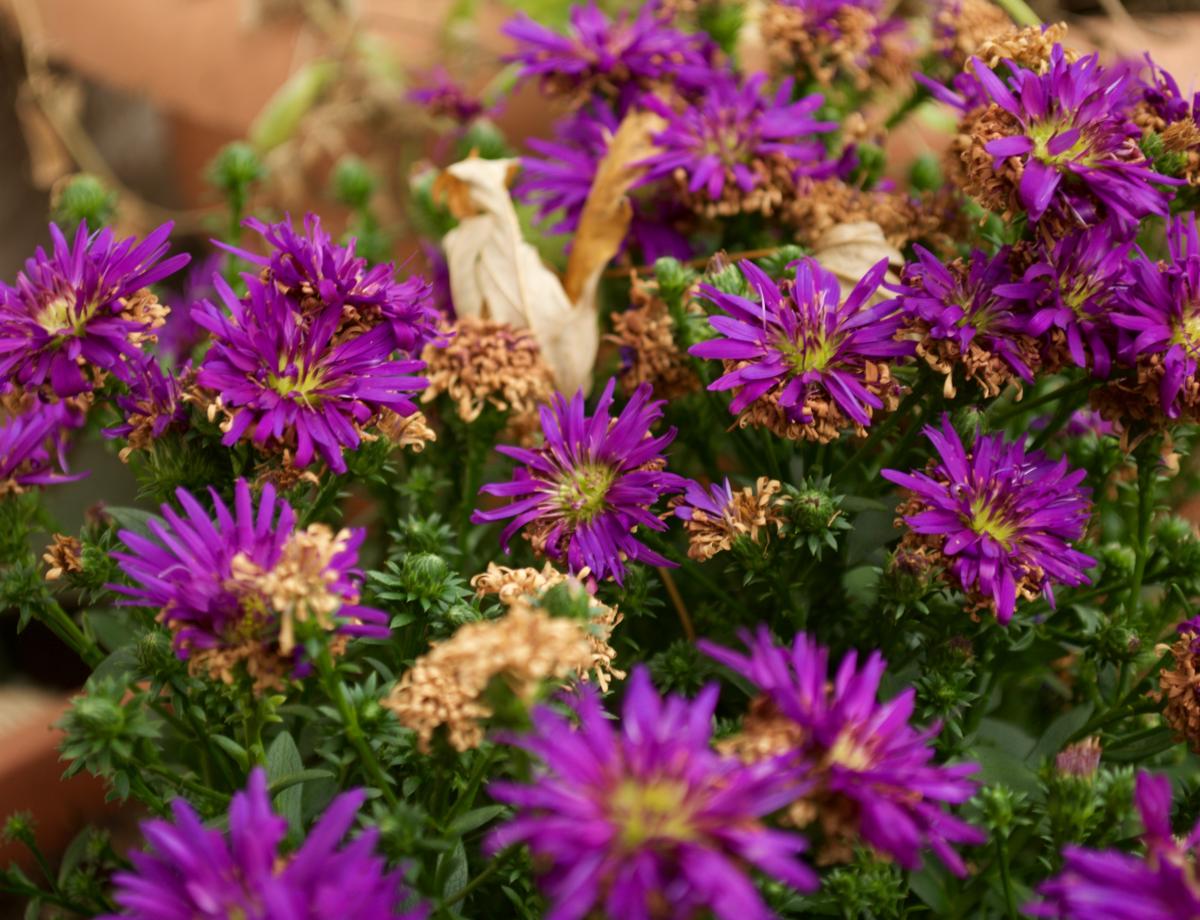 YOKGarten November Aster