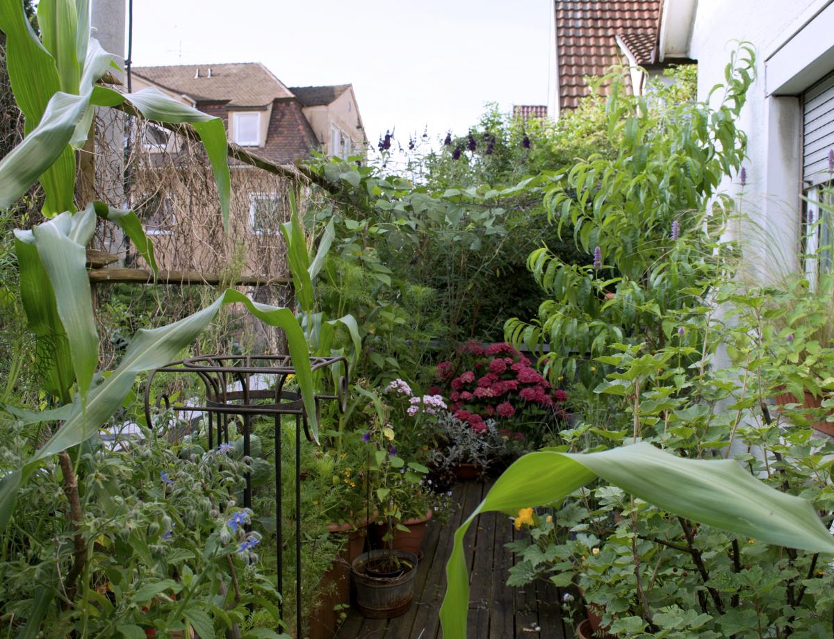 YOKGarten im Juni 2016