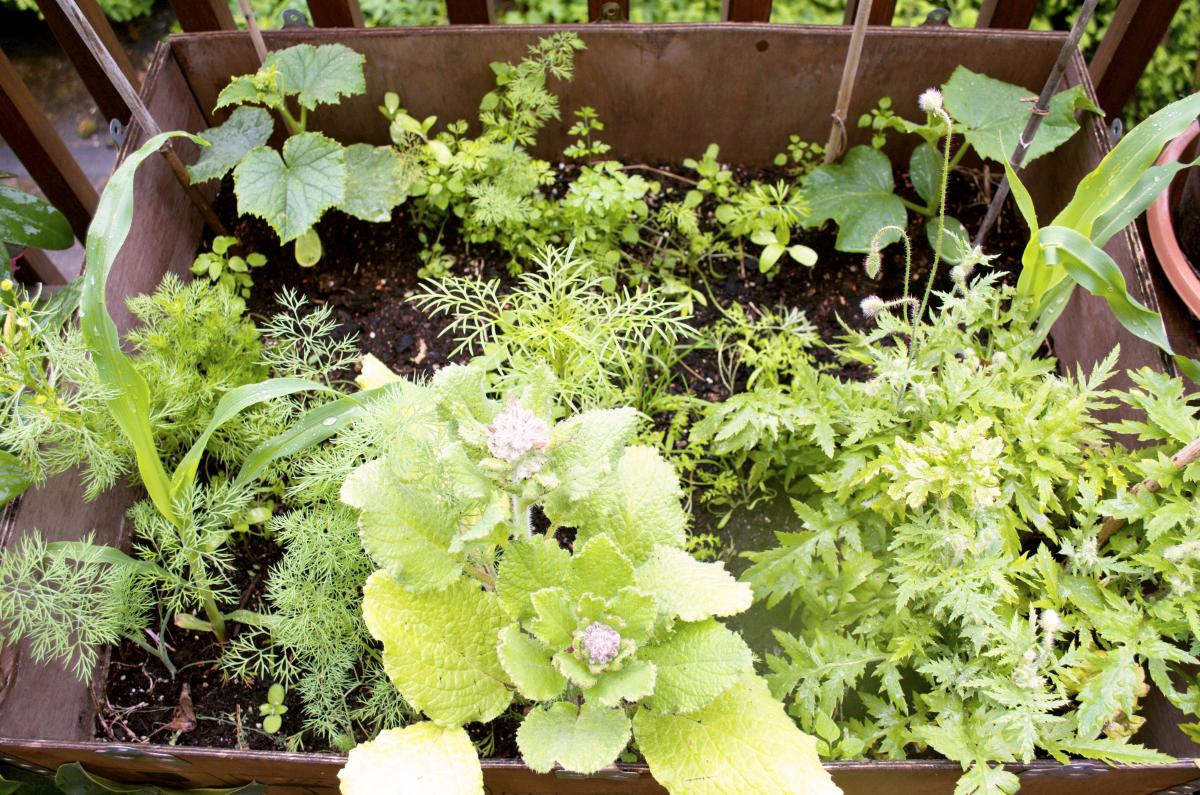 Lieblingskombination Gurke Borretsch und Dill
