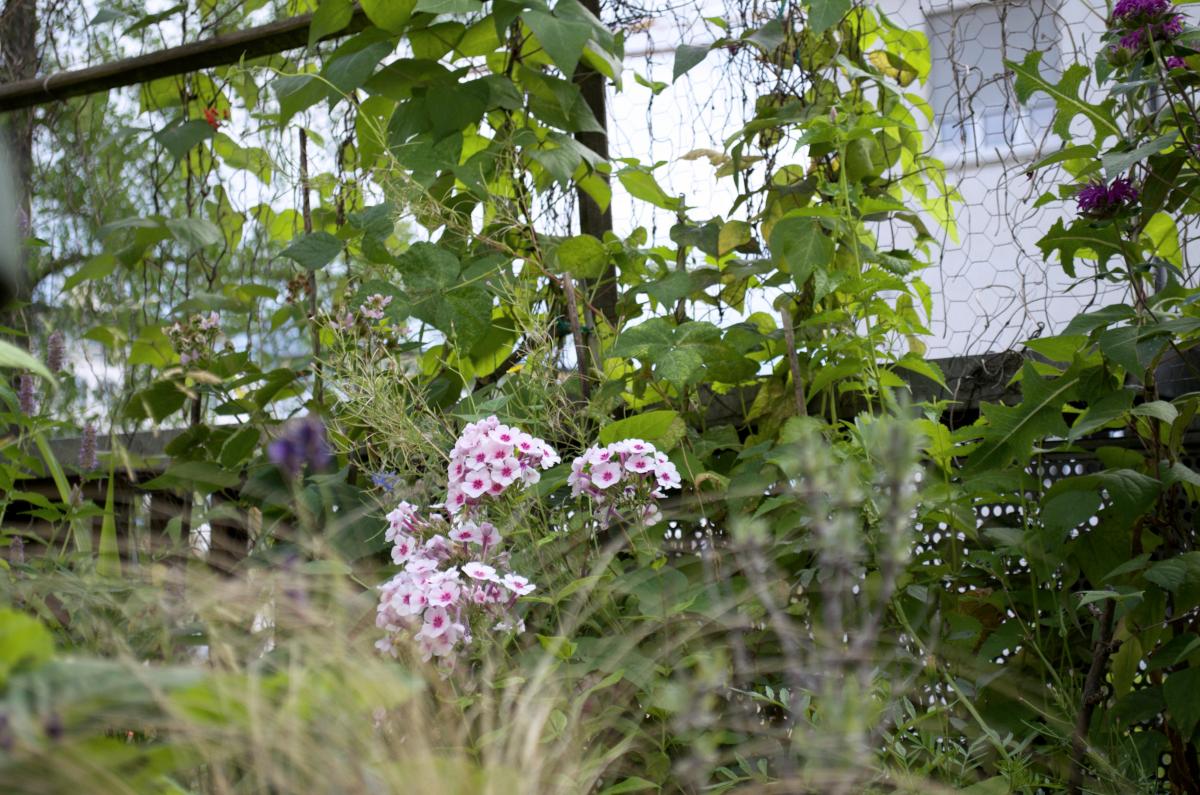 Phlox an Stangenbohnen