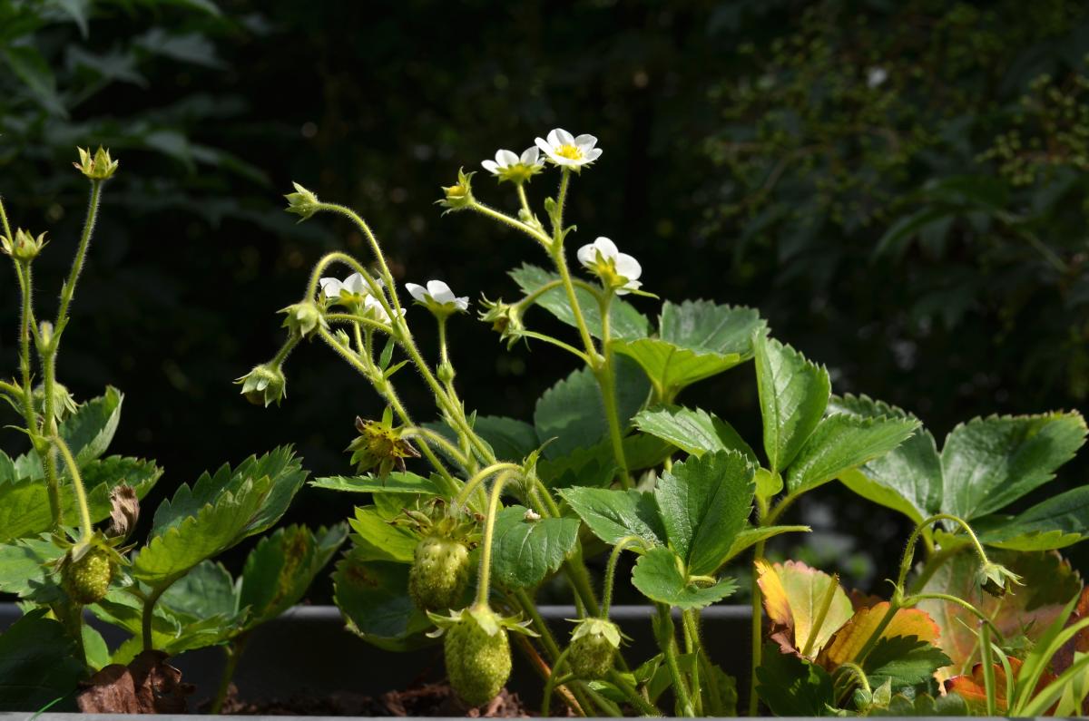 strawberries
