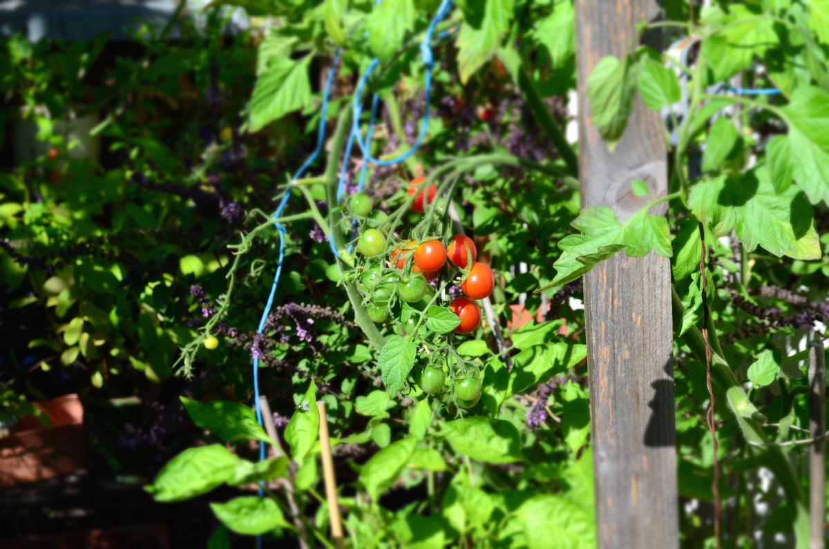 tomatenliebe