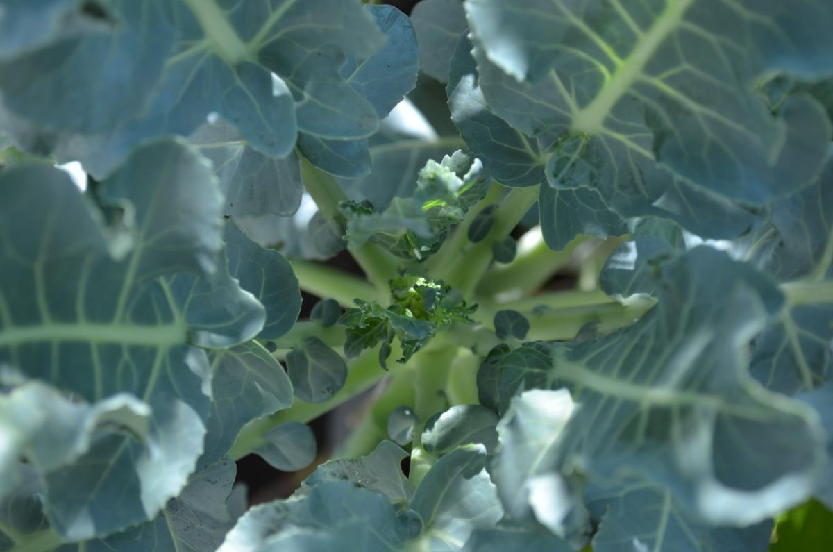 Broccoli