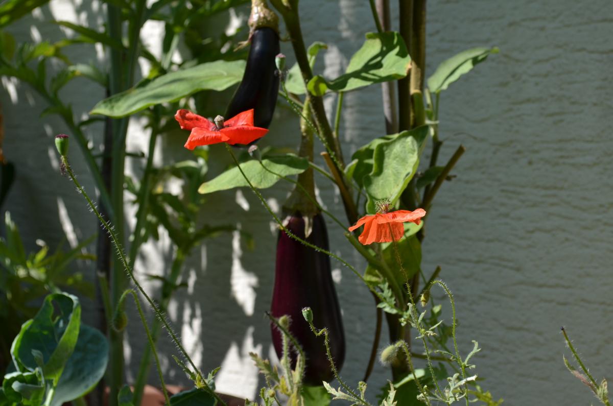 Mohn