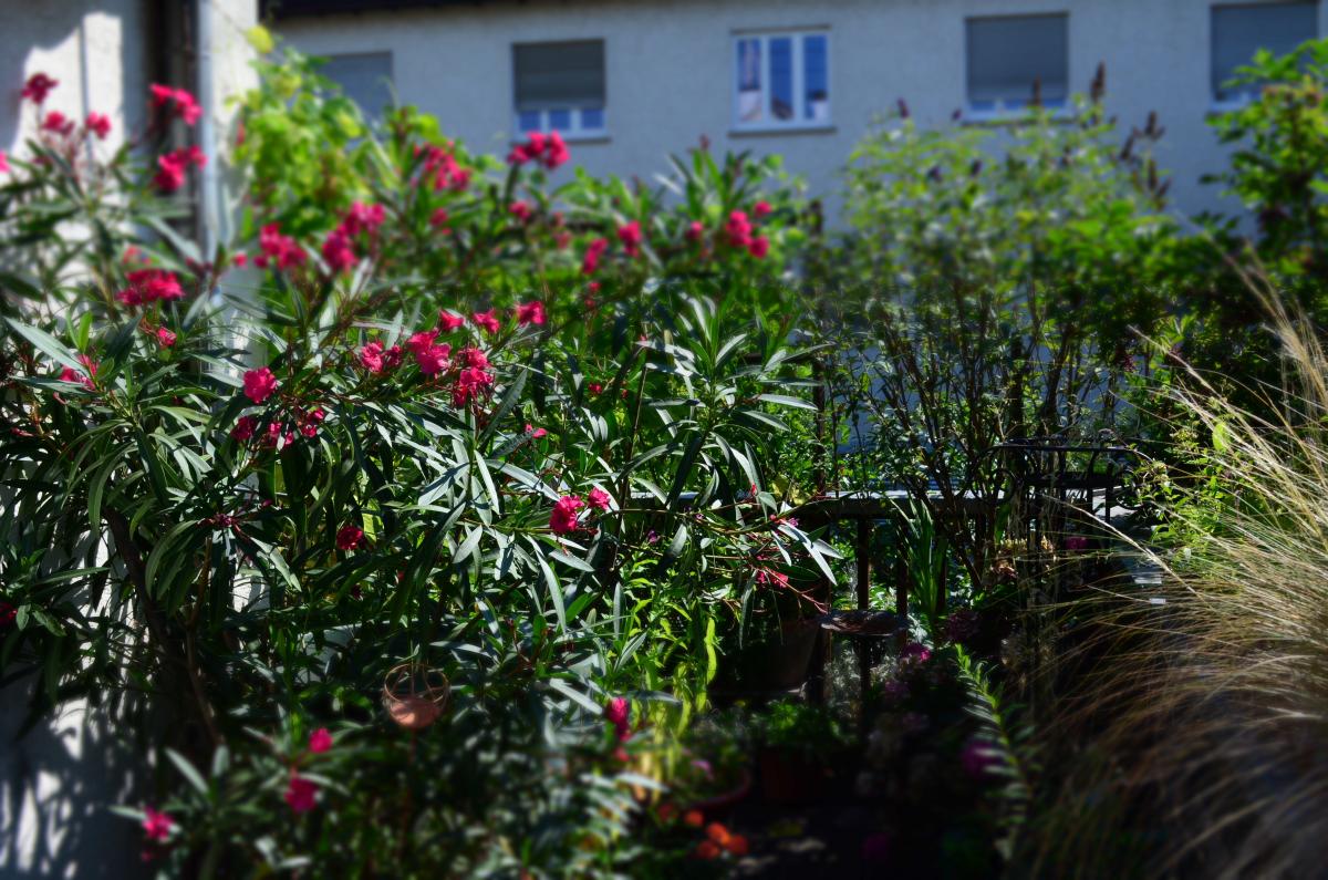 Oleander