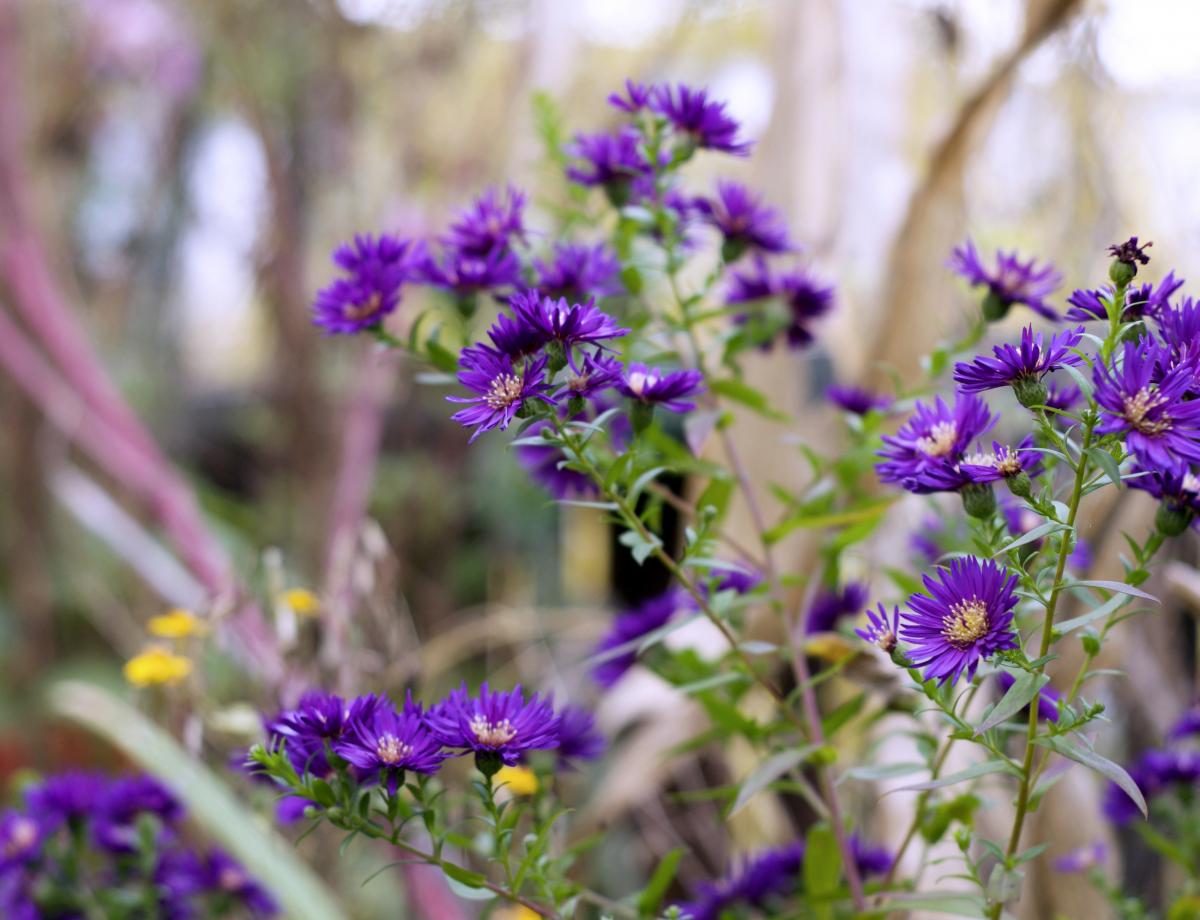 Aster Oktober16