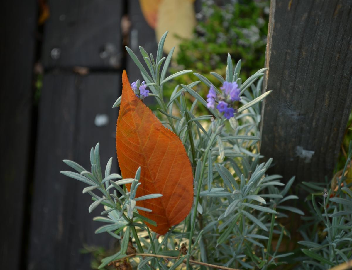 YOKGartenOktoberLavendel