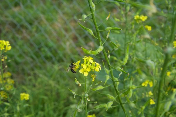 Bienen fliegen auf Senfblueten