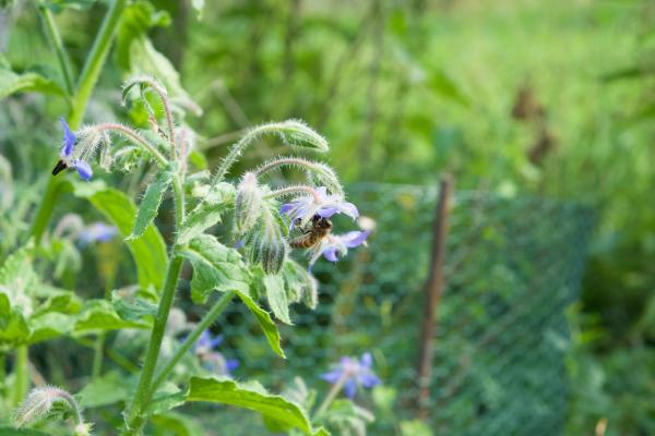 Bienenweide Borretsch