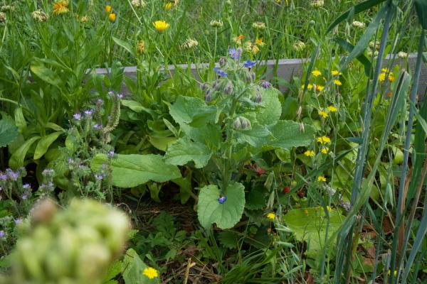 Mischkultur mit Bienenweide