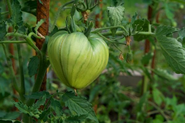 Tomaten Vielfalt 1