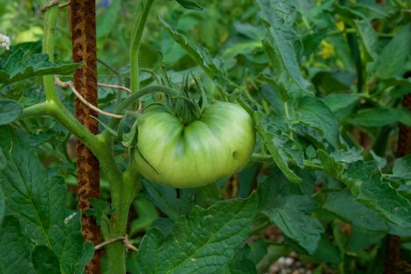 Tomaten Vielfalt 2