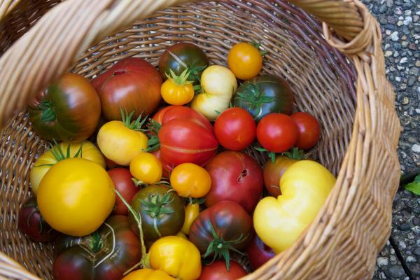 Tomaten ernten