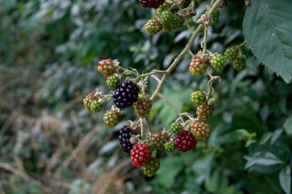 erste Brombeeren