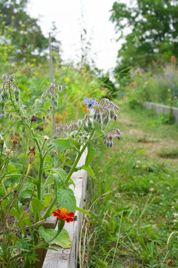 Garten im Juli