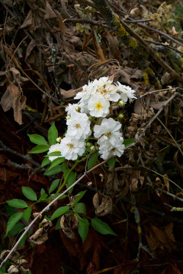 Kletterrose an der Totholzhecke