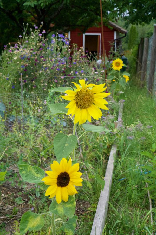 Sonnenblumen in Mischkultur