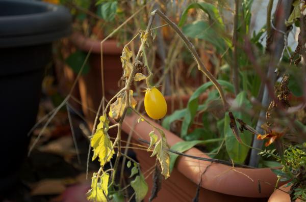 eine letzte Tomate