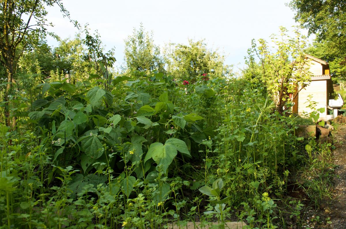 Garten im Juli 2017