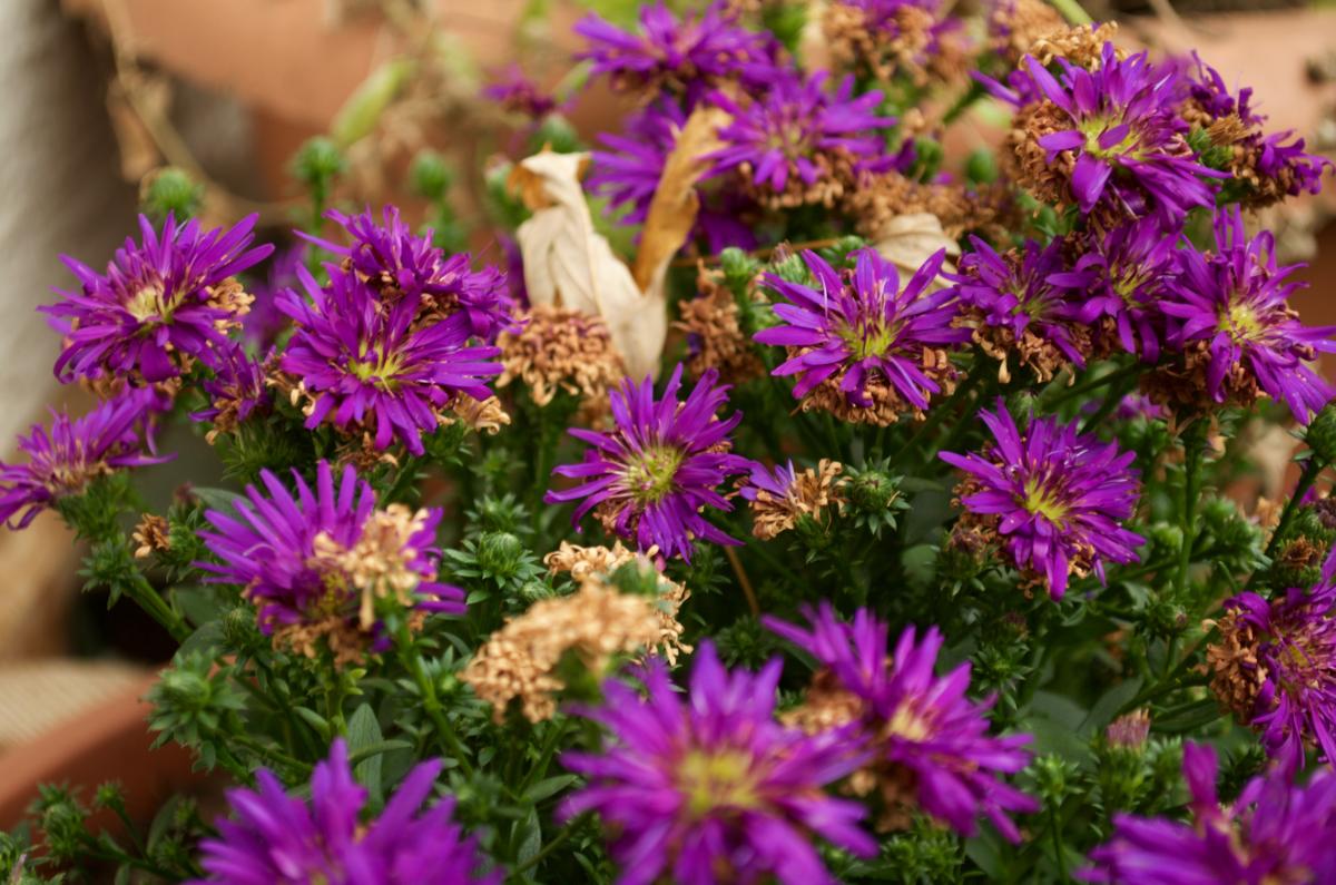 YOKGarten November Aster