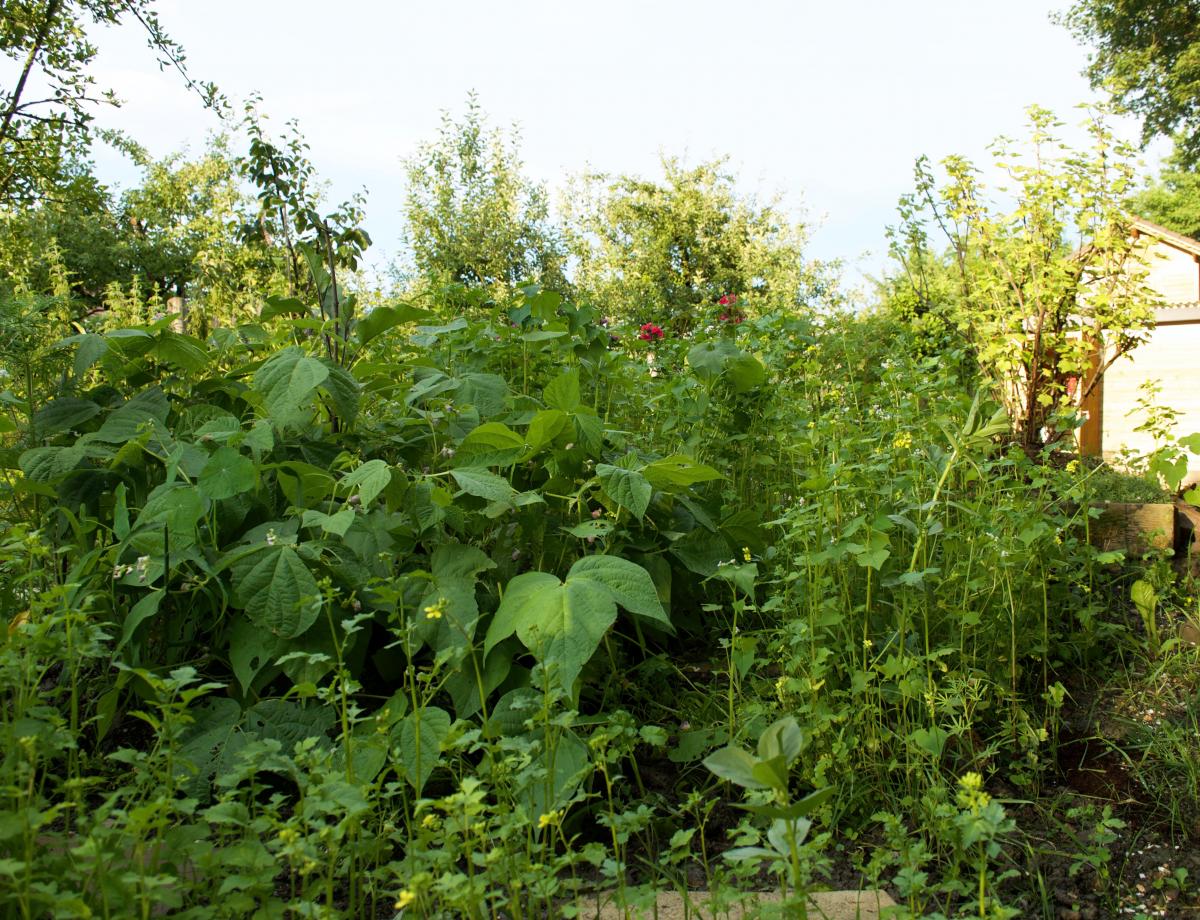 Garten im Juli 2017