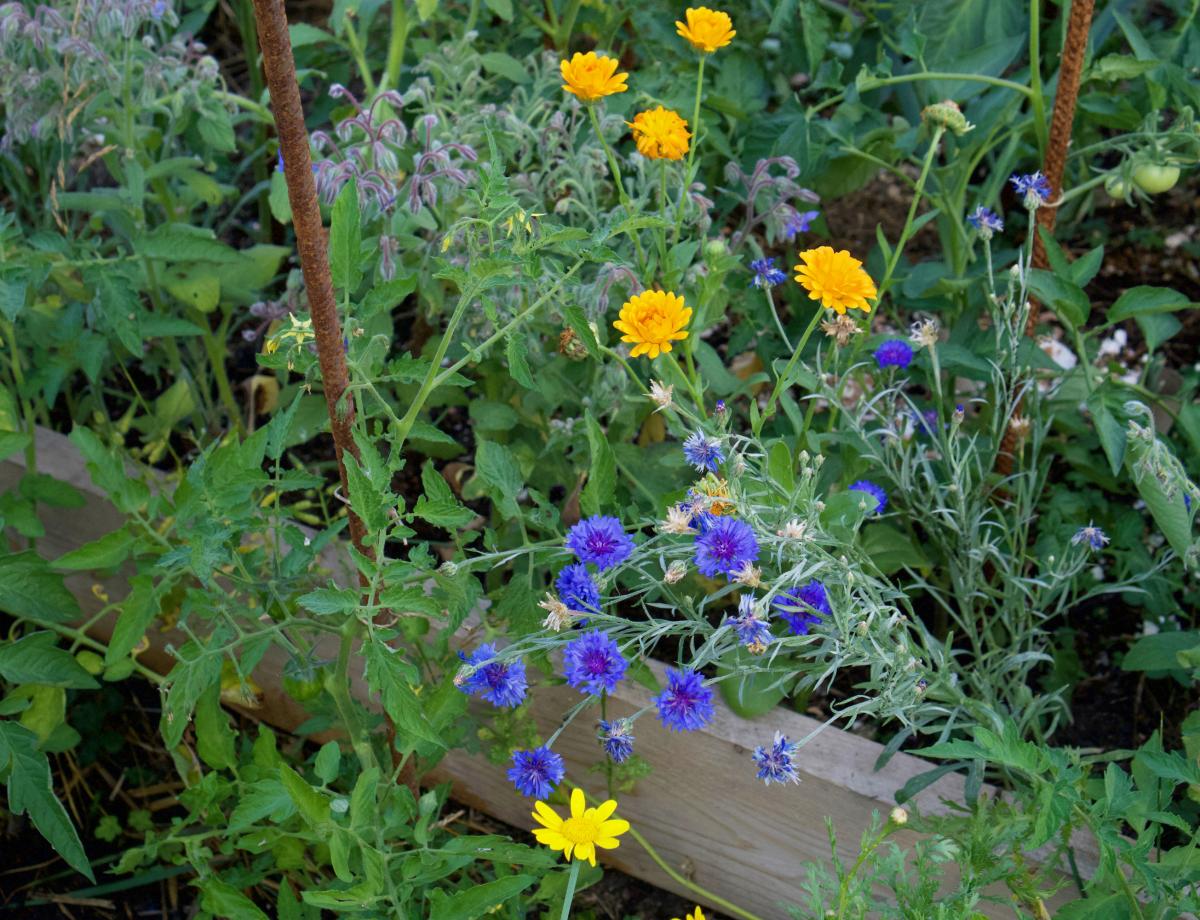 Mischkultur Tomaten und essbare Blueten