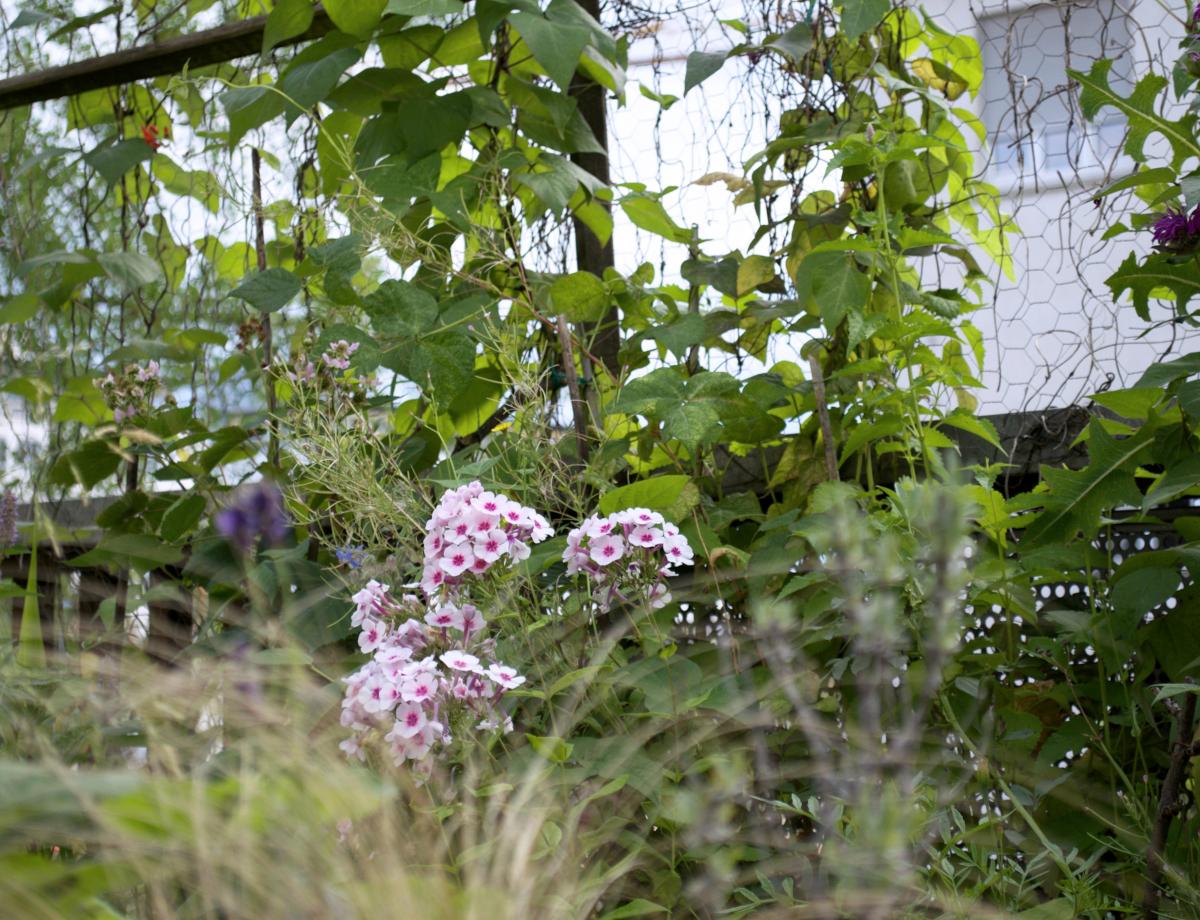 Phlox an Stangenbohnen