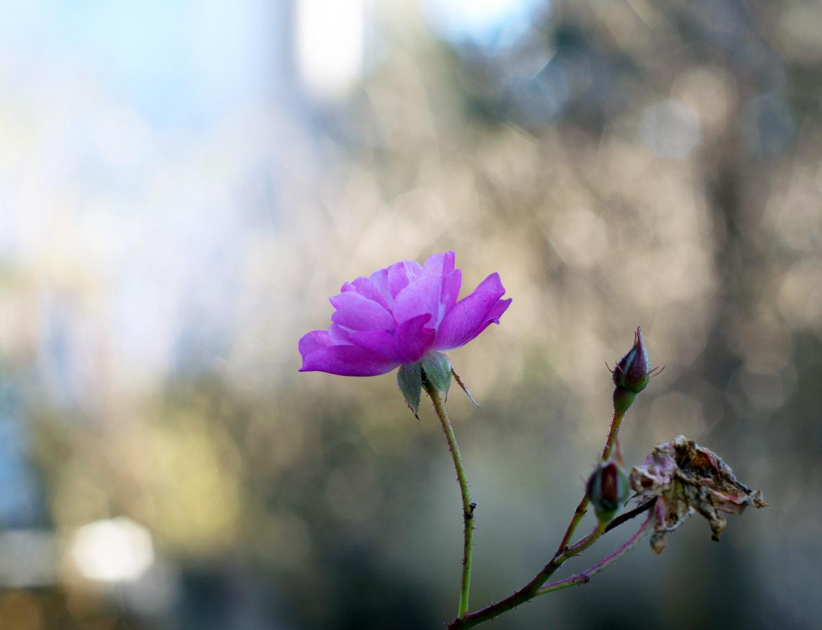 Rose