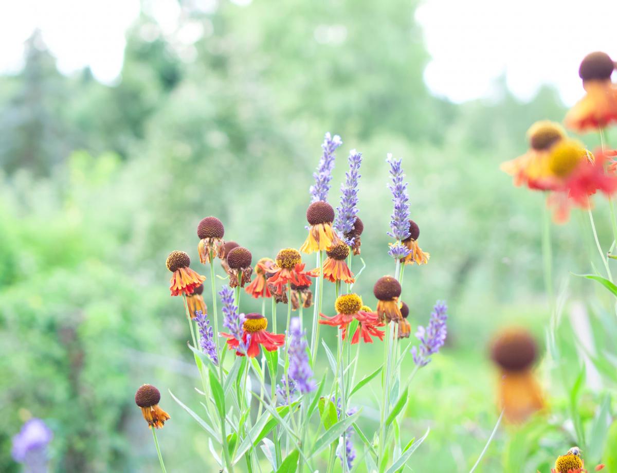 Sonnenbraut und Lavendel