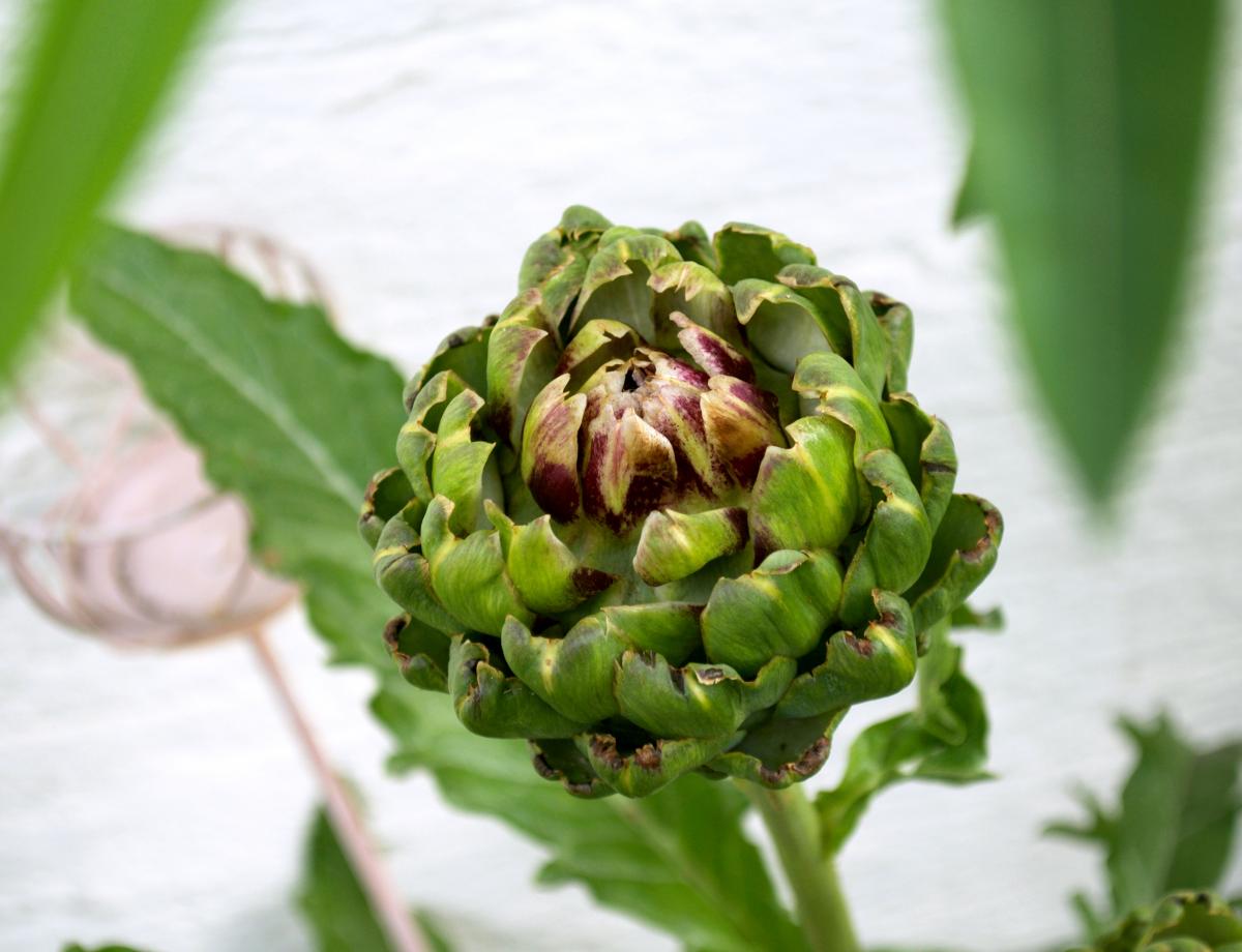 YOKGartenJuli Artischocke