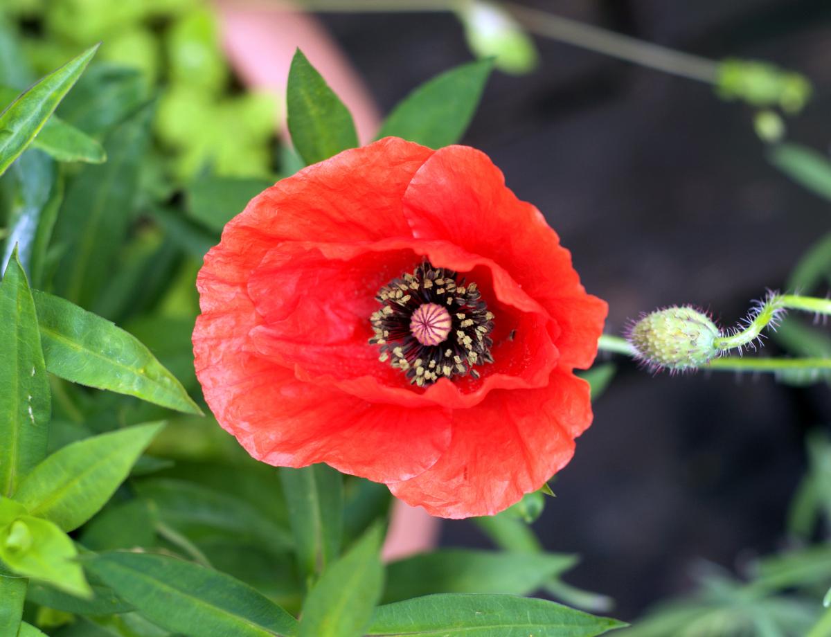 die reinste Bienenweide