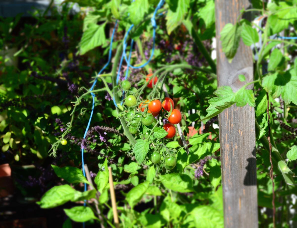 tomatenliebe