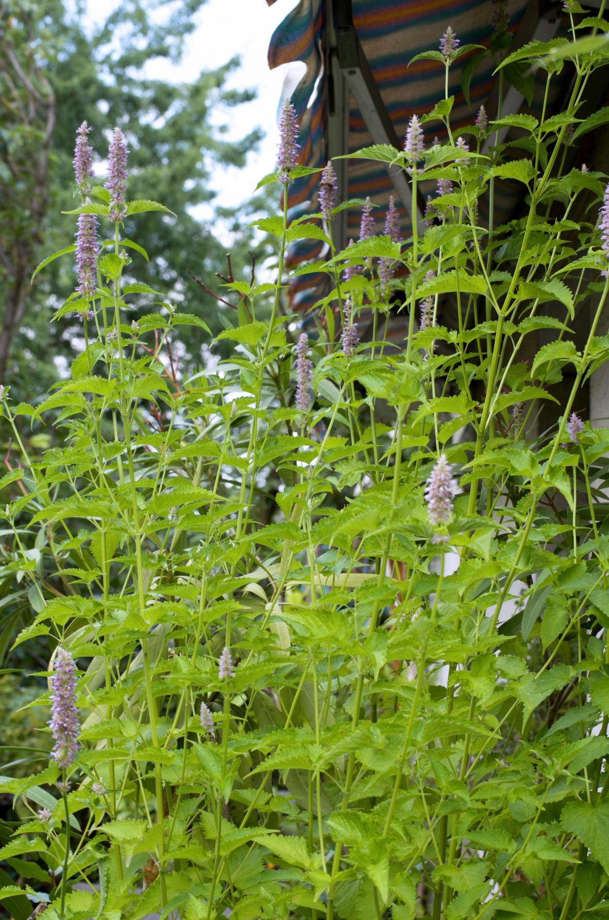 180m hohe Duftnesseln