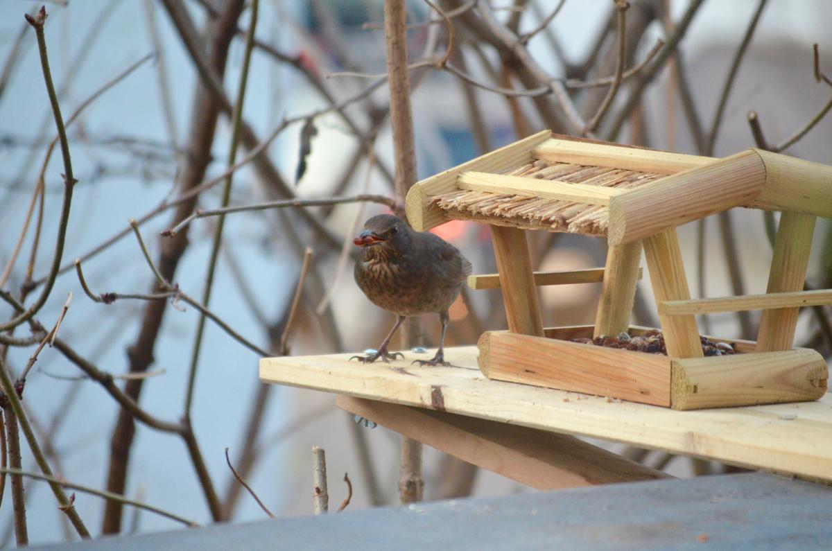 Amsel_YOKGartenDezember15