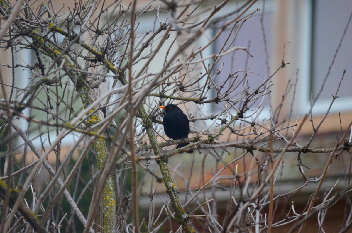 Amselmännchen_YOKGartenDezember15