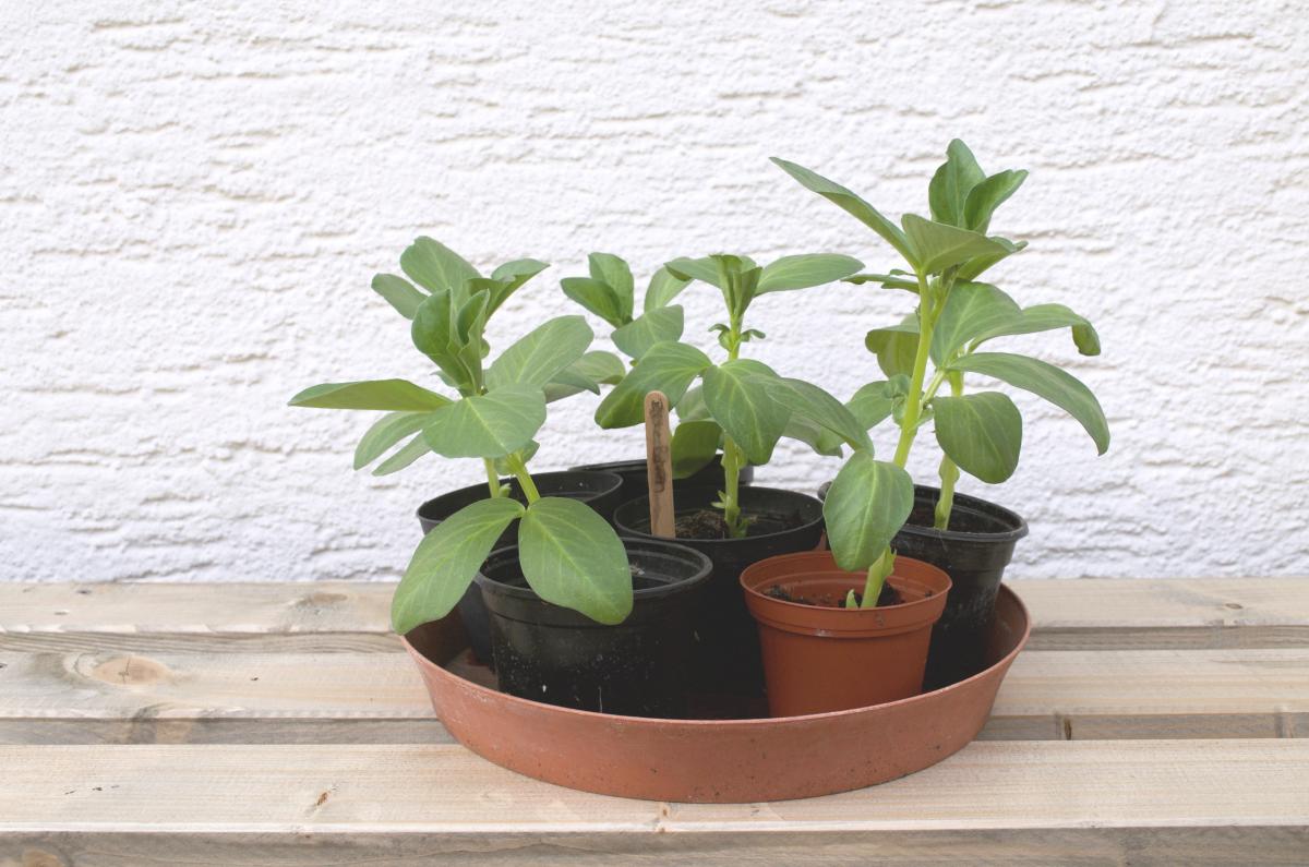 Anzucht2016_Dicke Bohnen