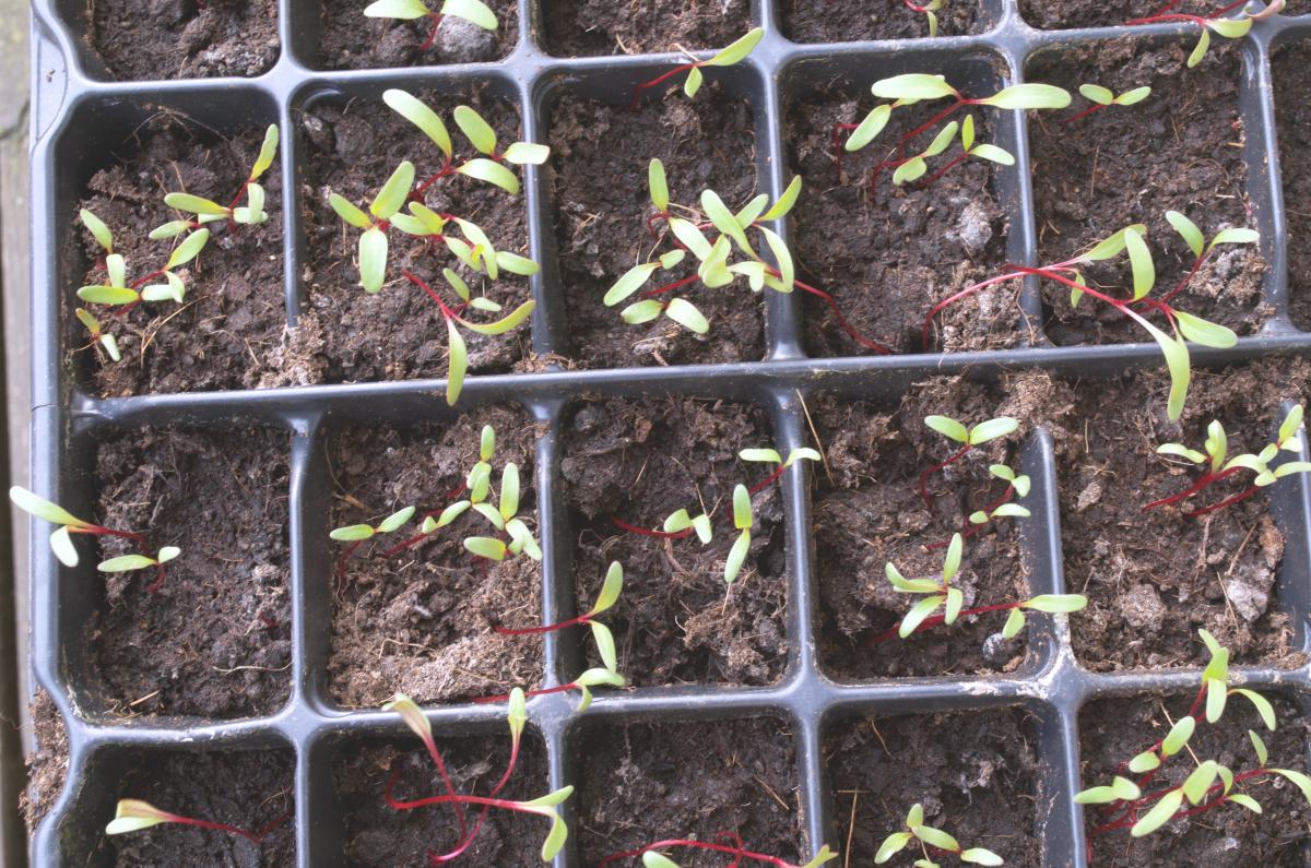 Anzucht2016_RoteBeete