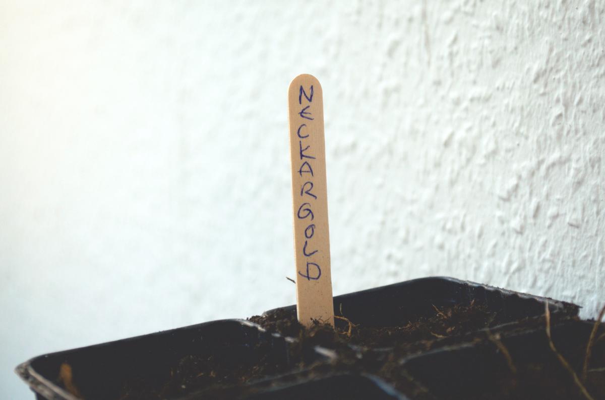 Anzucht2016_Neckargold