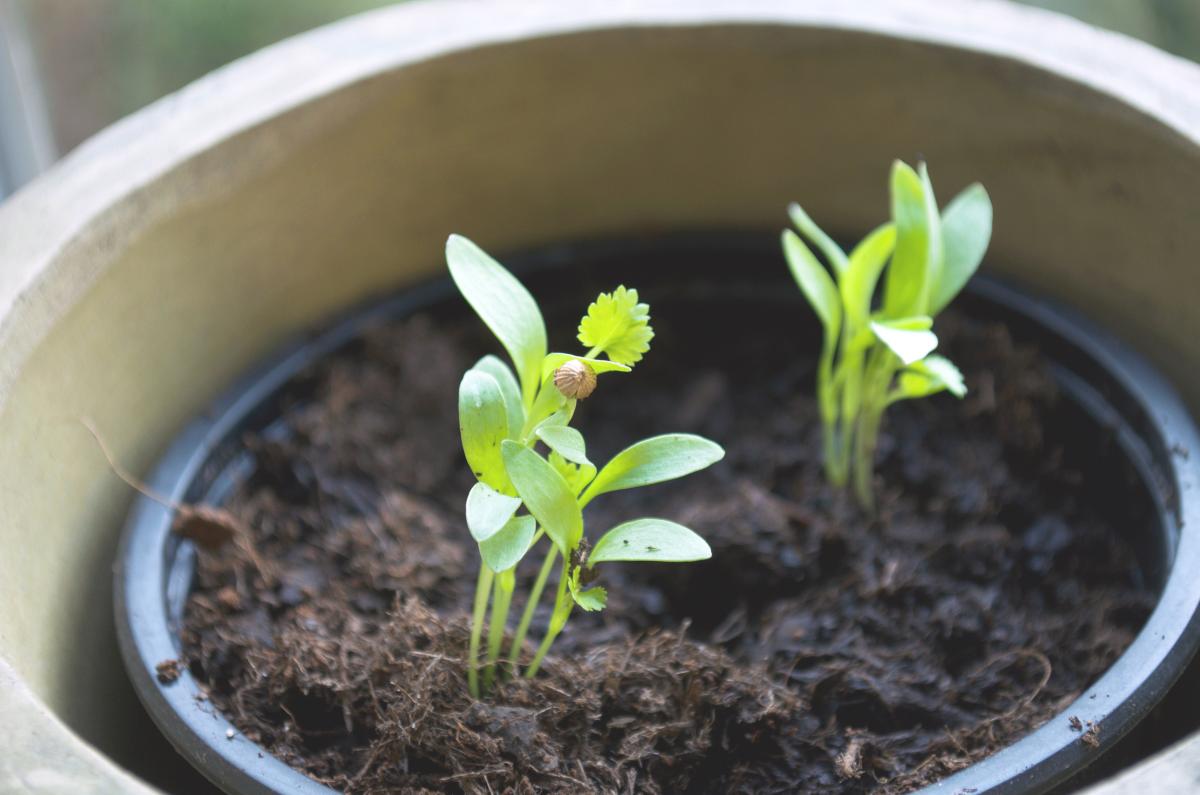 Anzucht2016_Koriander