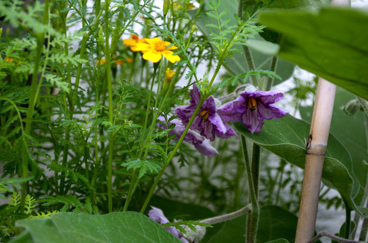 Auberginenbluete YOKJuni16