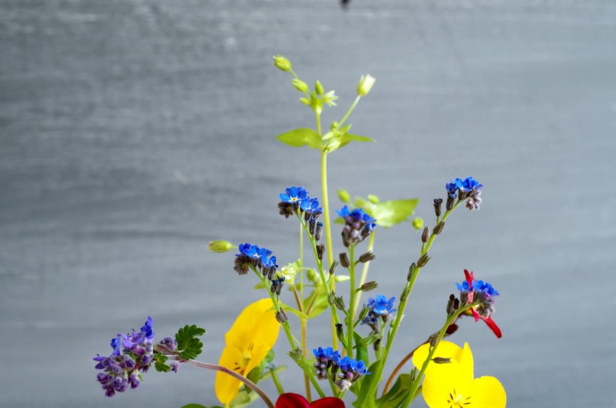 Balkonstrauss im April