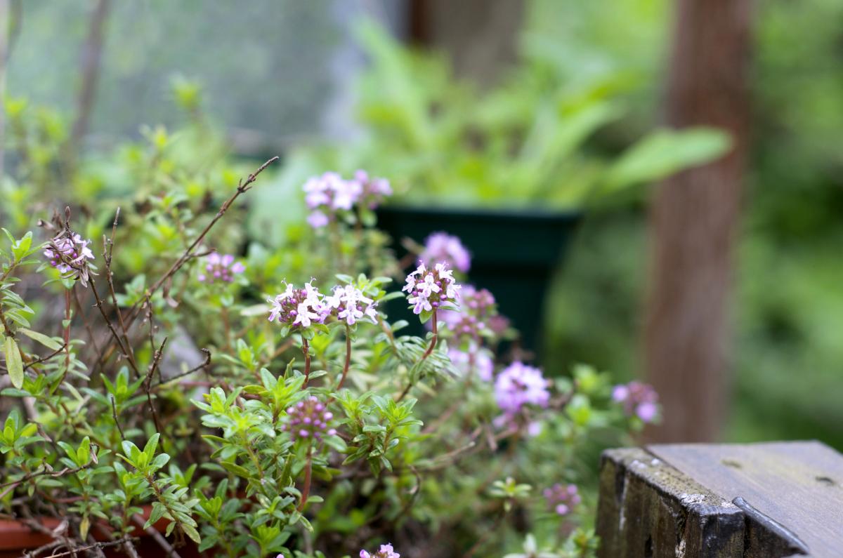 Bergbohnenkraut April2017