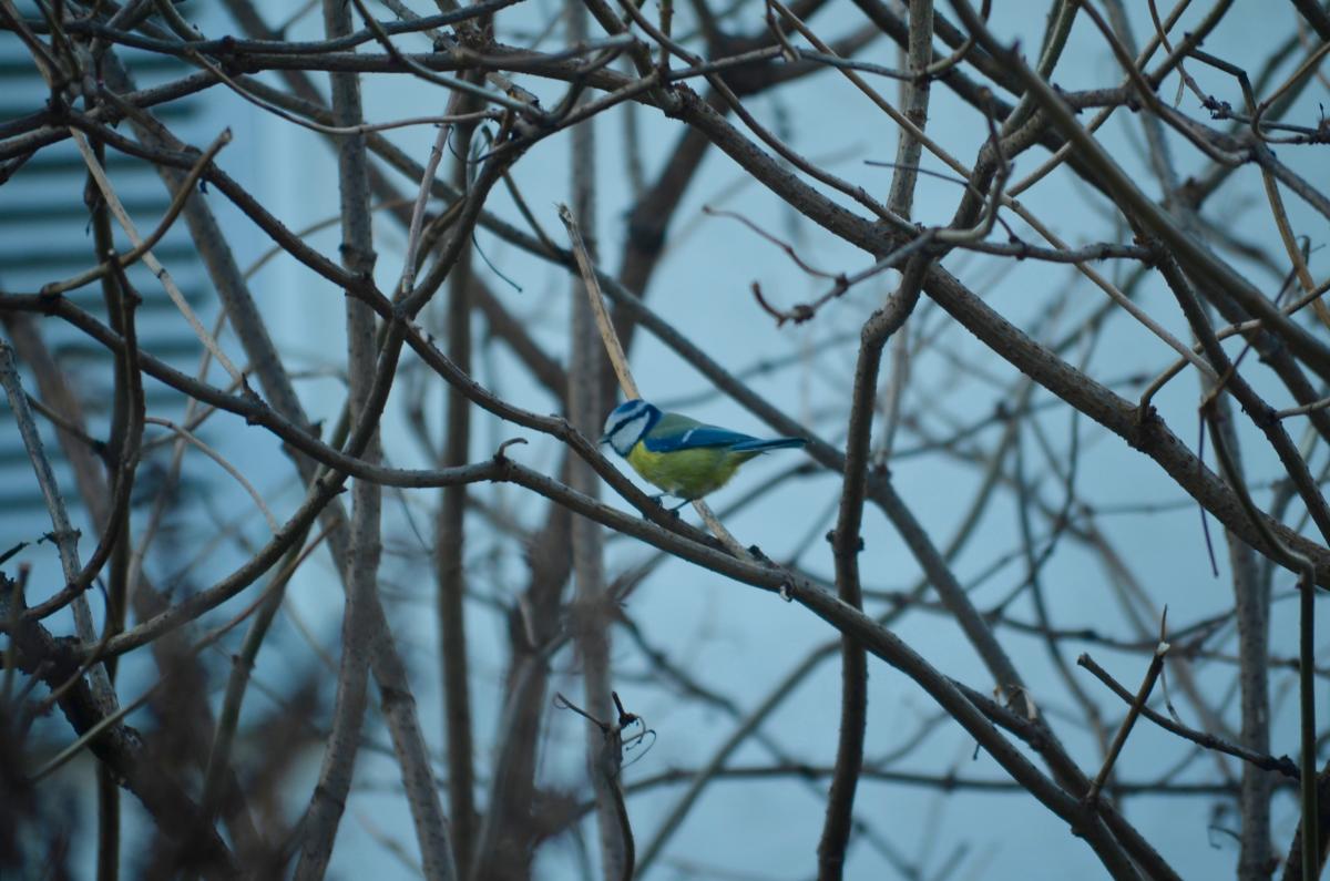 Blaumeise_YOKGartenDezember15