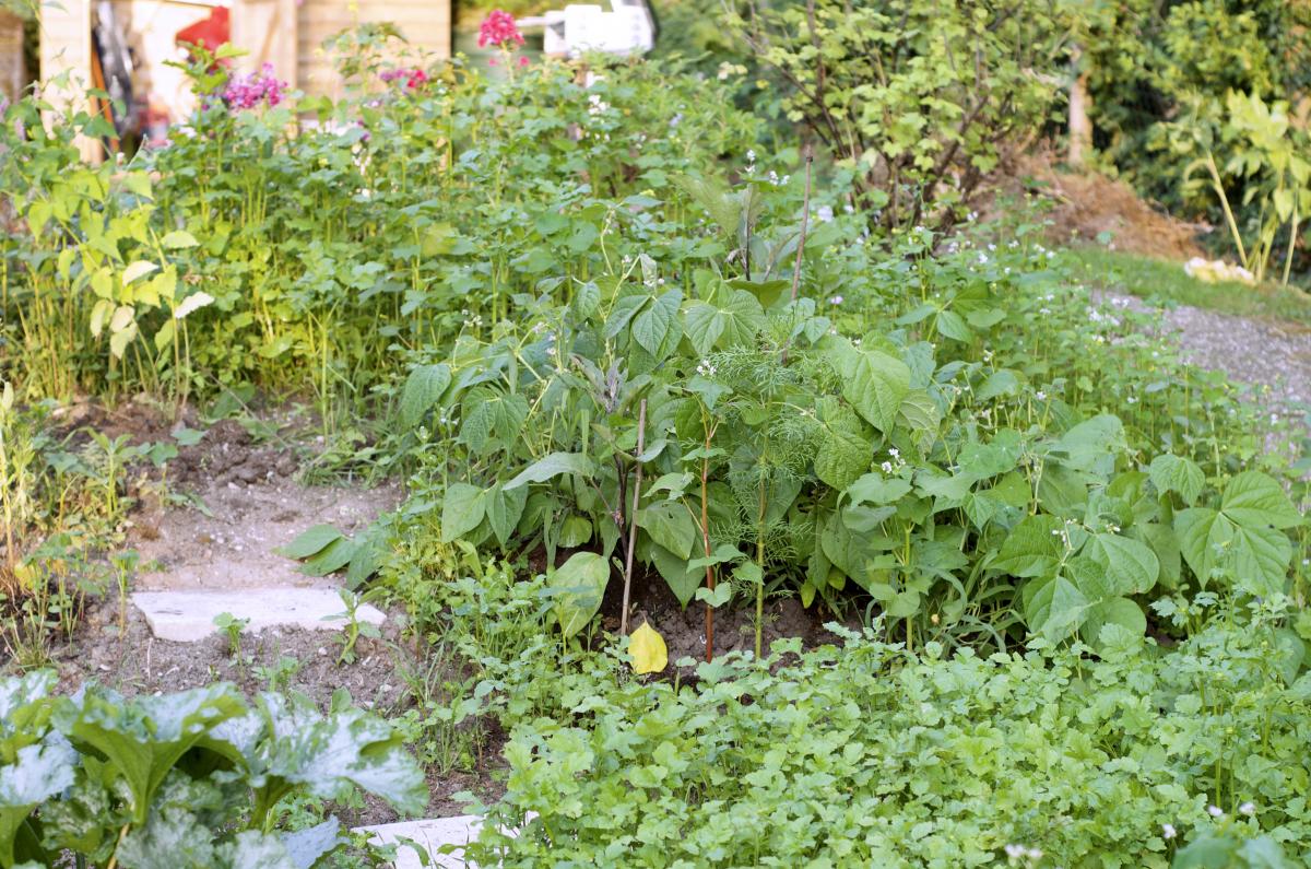 Bohnen und Auberginen 20.Juli