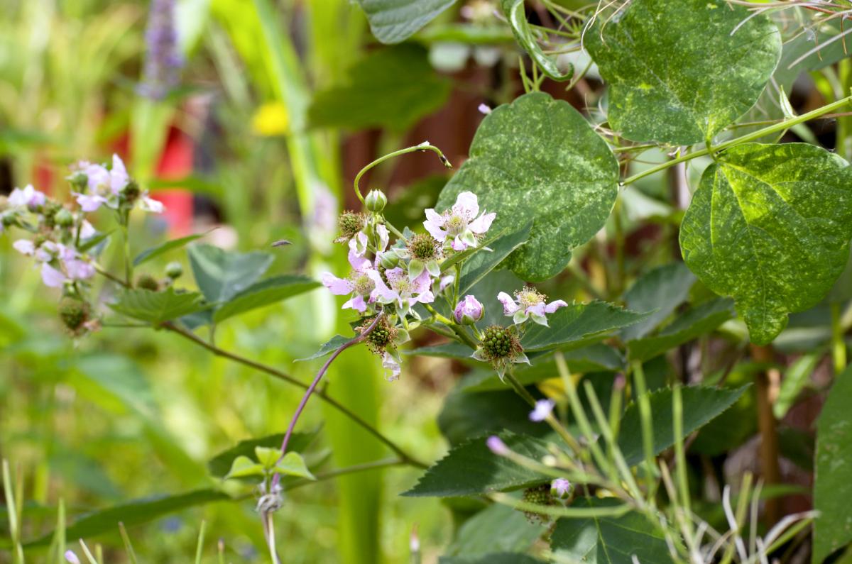 Brombeere Anfang Juli17