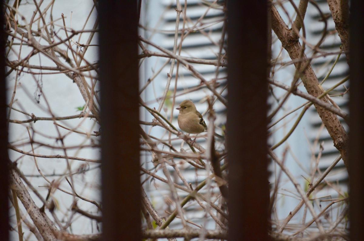 Buchfink_YOKGartenDezember15