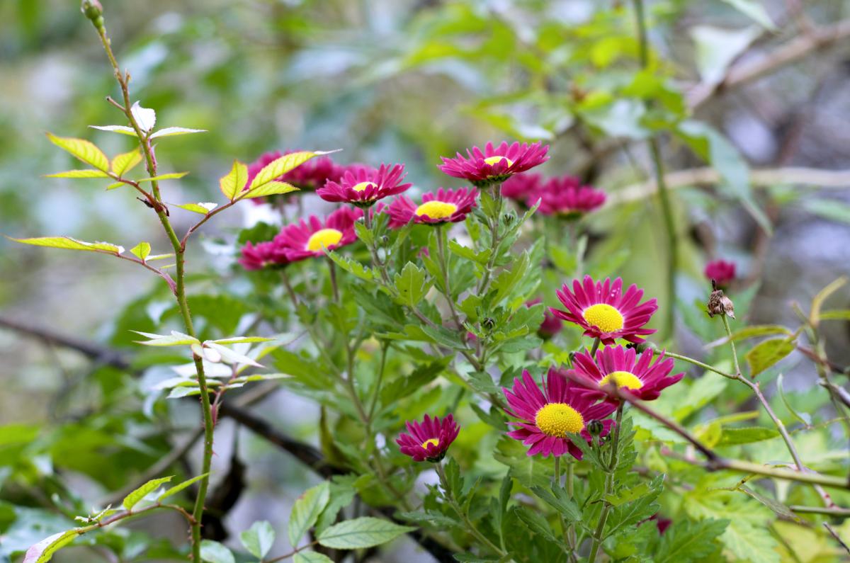 Chrysantheme Oktober16