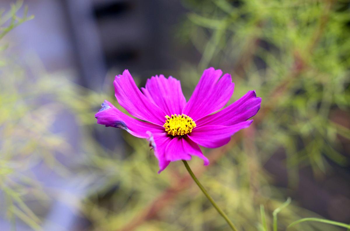 Cosmea Oktober16